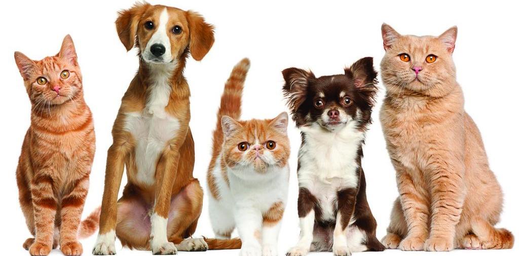 Доска объявлений о животных | ЗооТом - продажа, вязка и услуги для животных в Ясногорске
