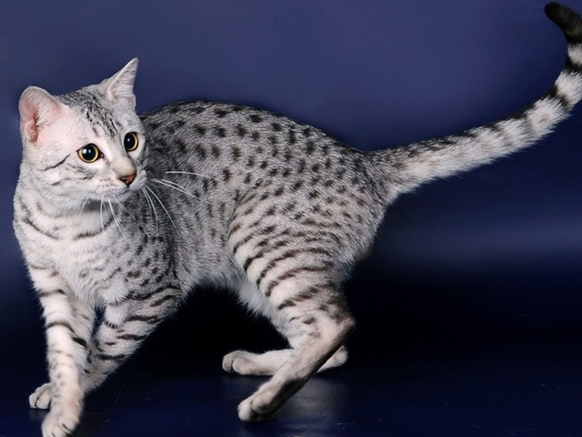 Породы кошек в Ясногорске | ЗооТом портал о животных