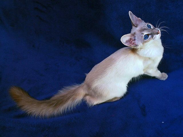 Выведенные породы кошек в Ясногорске | ЗооТом портал о животных