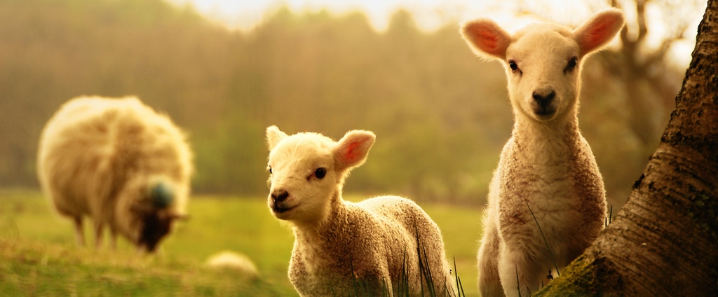 Объявления о сельскохозяйственных животных | ЗооТом - продажа, вязка и услуги для животных в Ясногорске