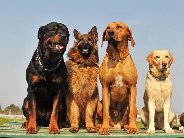 Крупные породы собак в Ясногорске | ЗооТом портал о животных