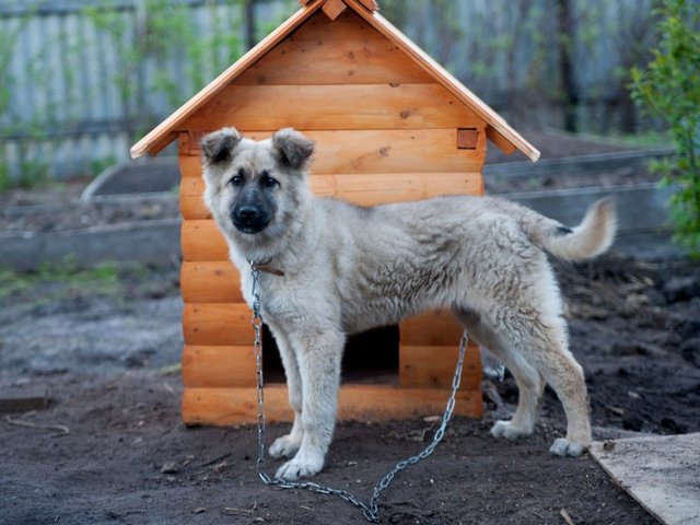 Все о собаках в Ясногорске Все о собаках в Ясногорске